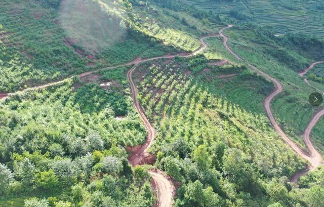 蘭坪縣：壯大林產業，走生態富民新路子